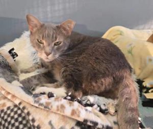 Misty +, Adult Female Domestic Short Hair