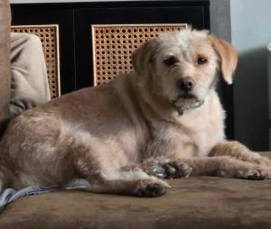 Rosie, Adult Female Terrier