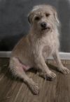Rosie photo 2