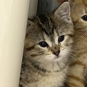 Donut, Baby Female Domestic Short Hair