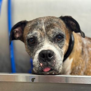 Gertrude, Senior Female Mixed Breed