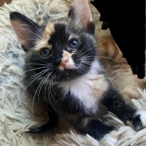 Meet Cally - A Tiny Fighter with a Giant Heart Callys story began at the LA City Shelter where she