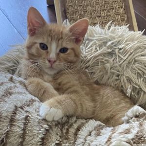 Meet Rocky - The Sweetheart with the Full Belly and Full Heart Rockys life bega