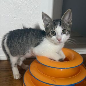 Meet Sophia Sophia is a gentle and loving kitten with a heart as soft as her tiny meows She enjoys