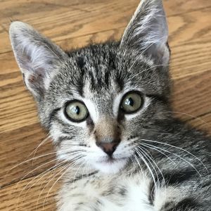 Say Hey Hey to Toby This energetic little fellow is full of spunk and love He came to me as
