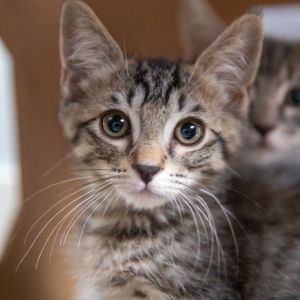 Gia has grown up with lots of love and great kitty manners Shes playful affectionate  and happie