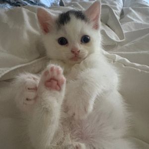 Meet Baby Cotton Ball Are you a fan of heterochromia Then get ready to fall in love - Baby Cotton