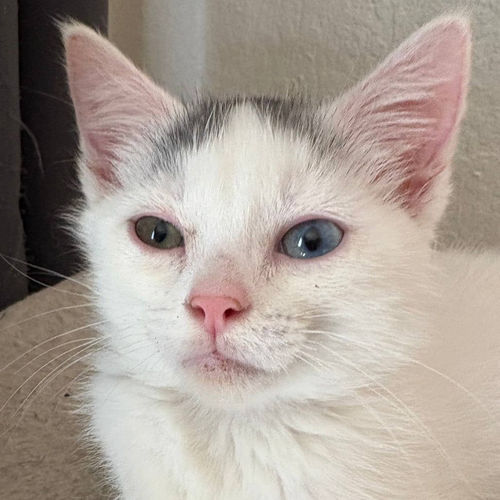 Baby Cotton Ball