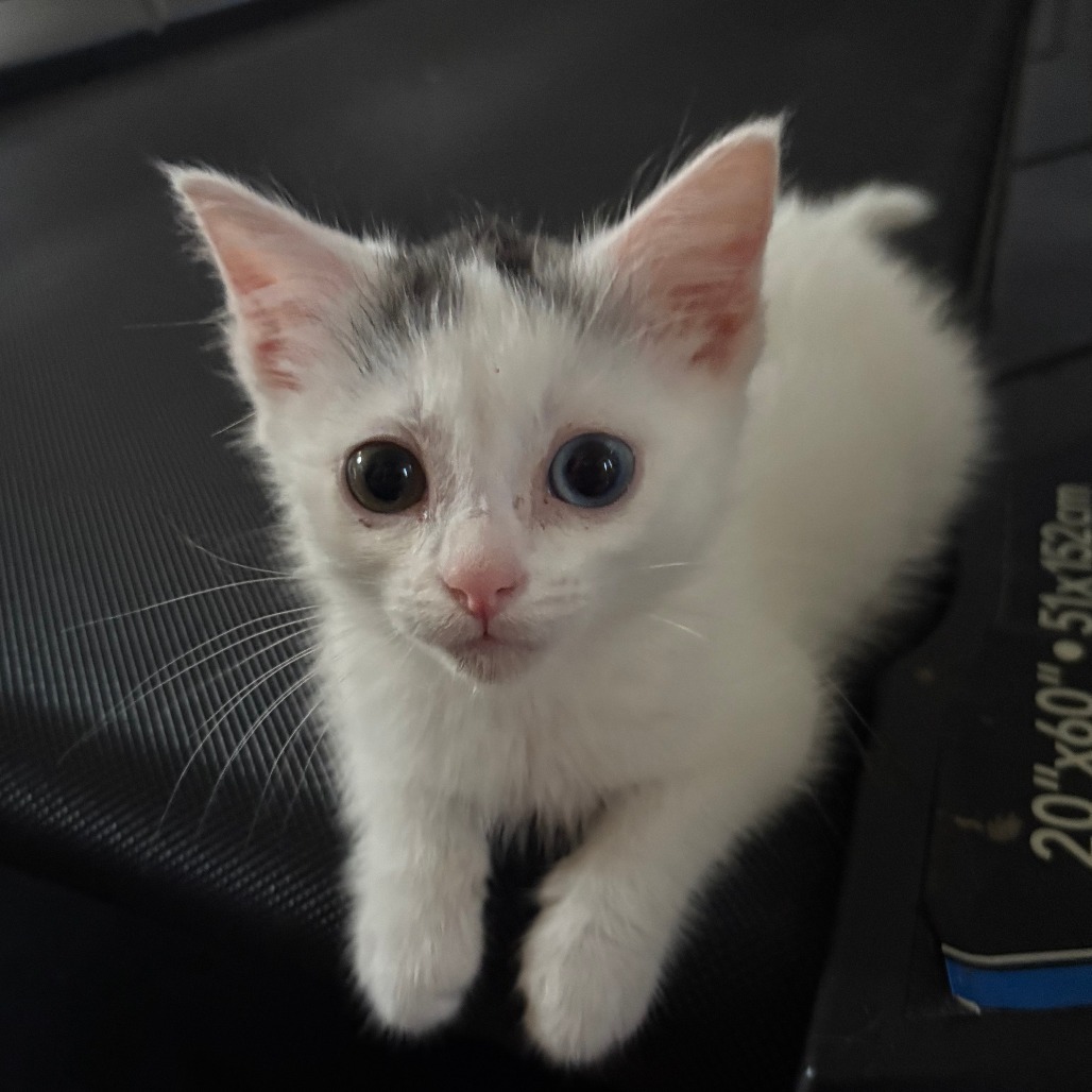 Baby Cotton Ball