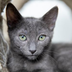 Poppy is an absolute gem of a kitten-sweet affectionate and wonderfully well a