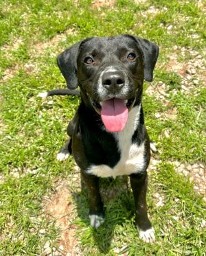 Enzo, Young Male Labrador Retriever