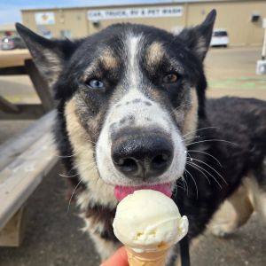 Tank, Adult Male Husky