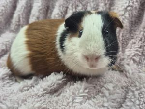 Mizar, Young Male Guinea Pig
