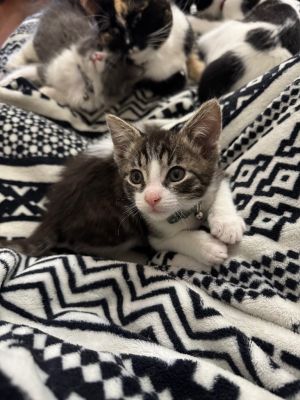 Snapdragon, Baby Male Domestic Short Hair