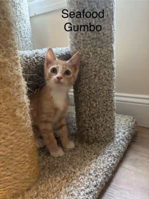 Seafood Gumbo, Baby Male Domestic Short Hair