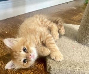 Nacho, Baby Male Domestic Short Hair