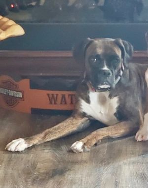 Pepper, Adult Female Boxer
