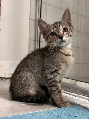 Fernando, Baby Male Domestic Short Hair