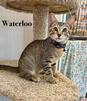 Waterloo, Baby Male unknown