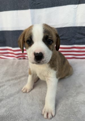 Straight, Baby Male Black Mouth Cur