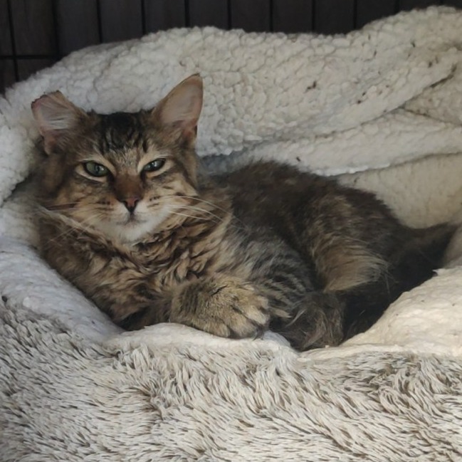 Tofu, an adoptable Domestic Medium Hair in Bismarck, ND, 58507 | Photo Image 1