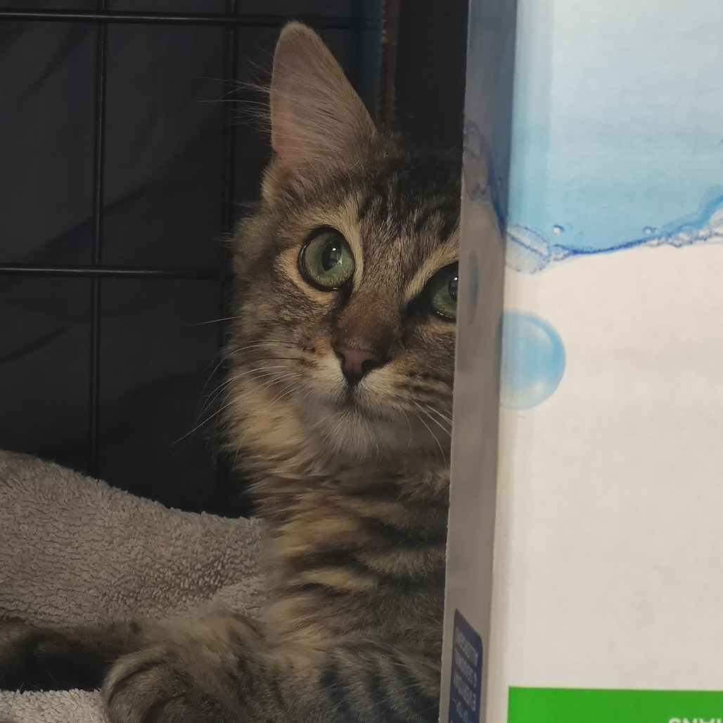 Tofu, an adoptable Domestic Medium Hair in Bismarck, ND, 58507 | Photo Image 2