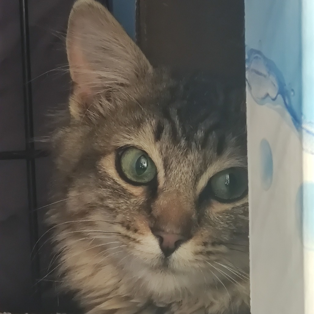 Tofu, an adoptable Domestic Medium Hair in Bismarck, ND, 58507 | Photo Image 3