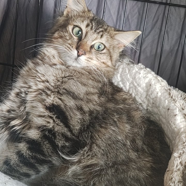 Tofu, an adoptable Domestic Medium Hair in Bismarck, ND, 58507 | Photo Image 4