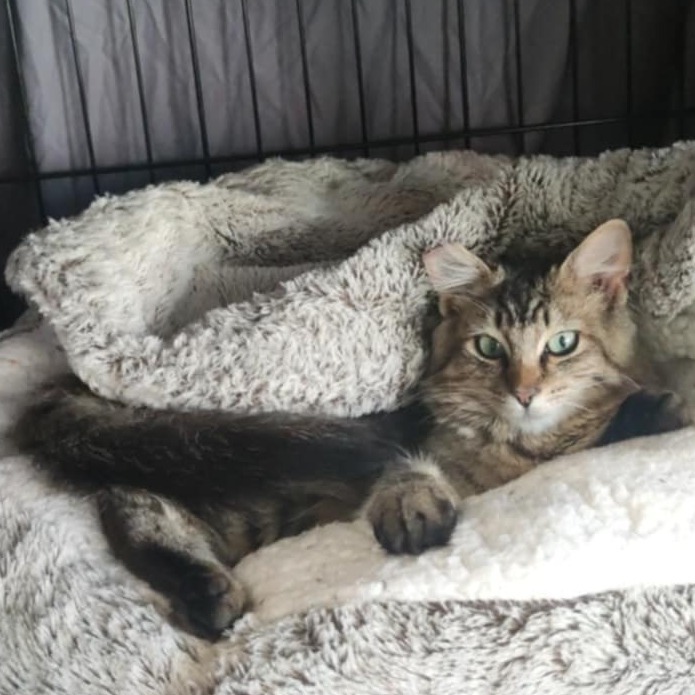 Tofu, an adoptable Domestic Medium Hair in Bismarck, ND, 58507 | Photo Image 5
