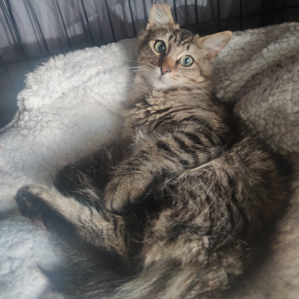 Tofu, an adoptable Domestic Medium Hair in Bismarck, ND, 58507 | Photo Image 6