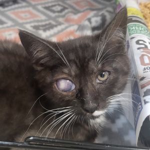 Sparky, Baby Male Domestic Short Hair