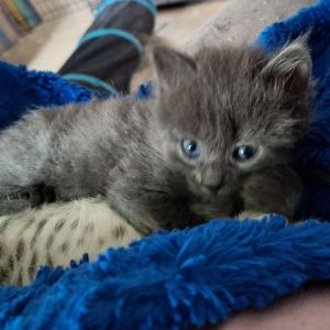 Stormy, Baby Male Domestic Short Hair