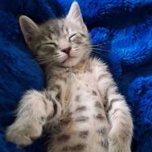 Dusty, Baby Male Domestic Short Hair