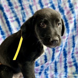 This cutie resides at our Westhampton location If you are interested in meeting them you click App