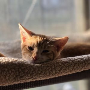 Prince Harry and his brother Archie are a sweet playful duo looking for a loving home together If 
