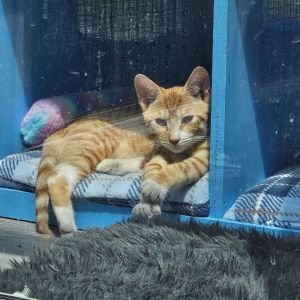 Prince Harry and his brother Archie are a sweet playful duo looking for a loving home together If 