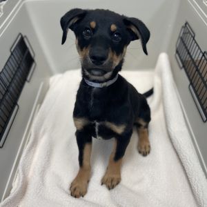 Meet Brook-the gentlest little current in the crew At just 10 weeks old this sweet boy from Georgi