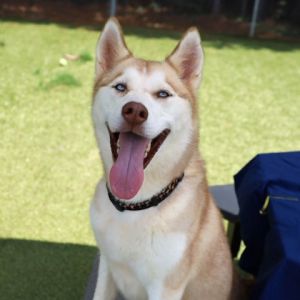 If this animal is located at our Manhattan Adoption Center head in to meet them and see if you are