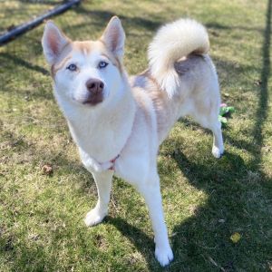 This gorgeous girl is Taffy Shes incredibly smart friendly and active She would do great with s