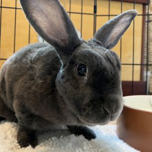 Sloppy Joe Rex Rabbit