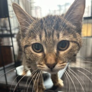 Quaker Domestic Short Hair Cat