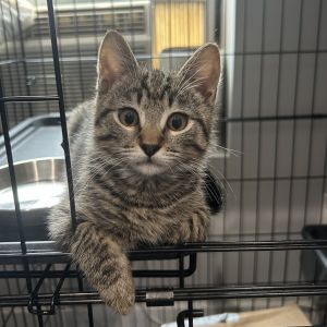 Steel Cut Domestic Short Hair Cat