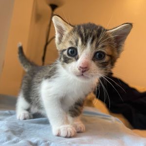 Naan Domestic Short Hair Cat