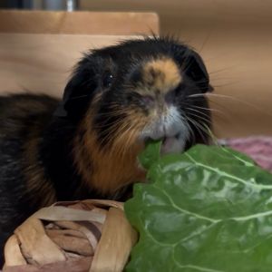 Shadow, Adult Male Guinea Pig
