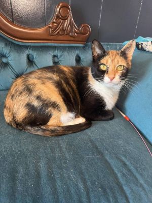 Valentina, Young Female Domestic Short Hair