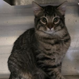 Tahari, Young Female Domestic Short Hair