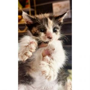 Xerxes 10, Baby Female Domestic Short Hair