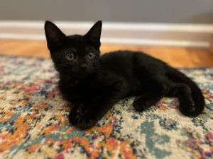 Stretch, Baby Male Domestic Short Hair
