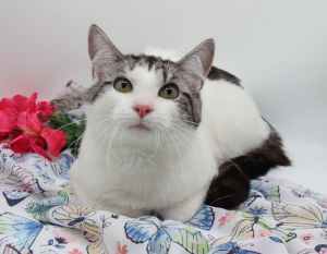 Hewitt 1 - Billyus, Adult Male Domestic Short Hair