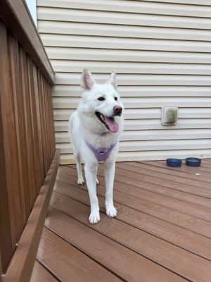 Blossom Japanese spitz X husky mix Female - spayed 2 years old Good with other dogs Good with childr